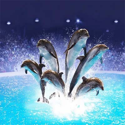 Dubai Dolphin Show