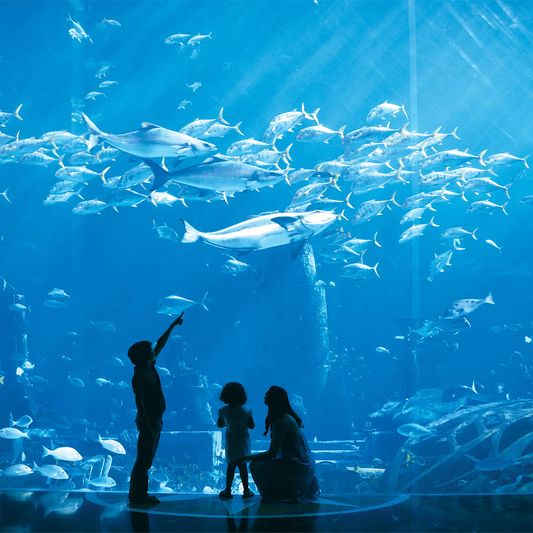 Lost Chamber Aquarium