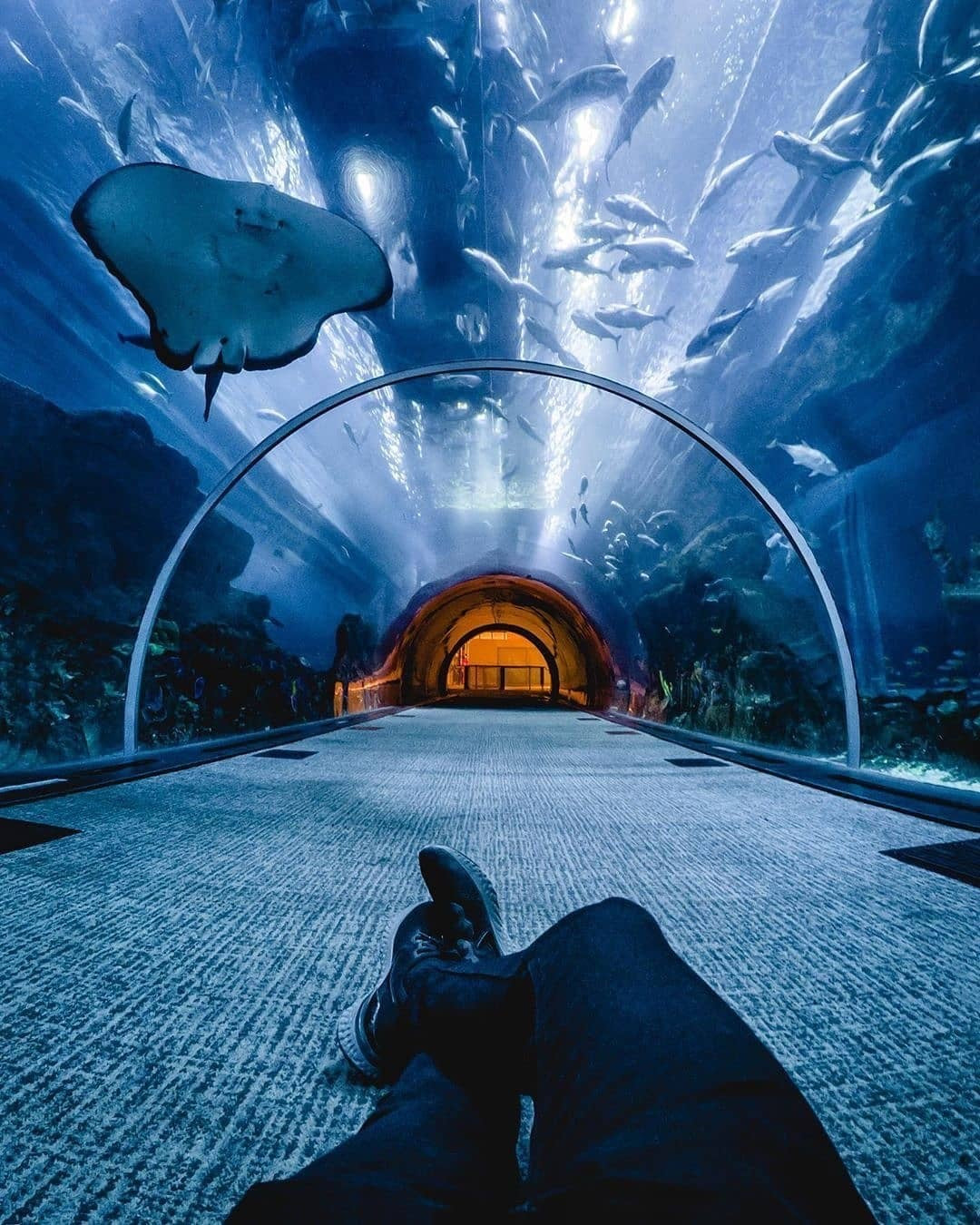Dubai Mall Aquarium + Under Water Zoo
