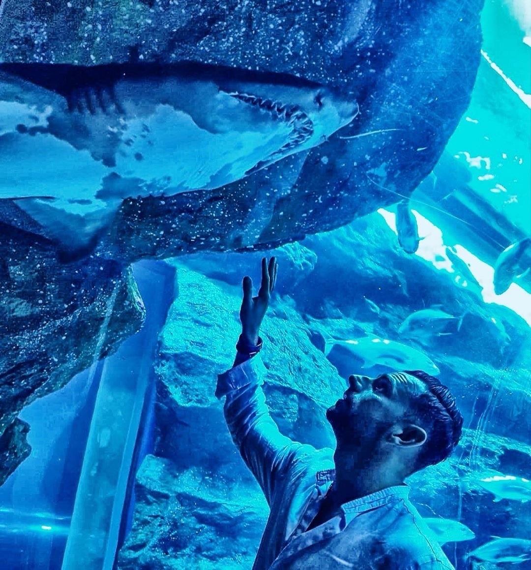 Dubai Mall Aquarium + Under Water Zoo