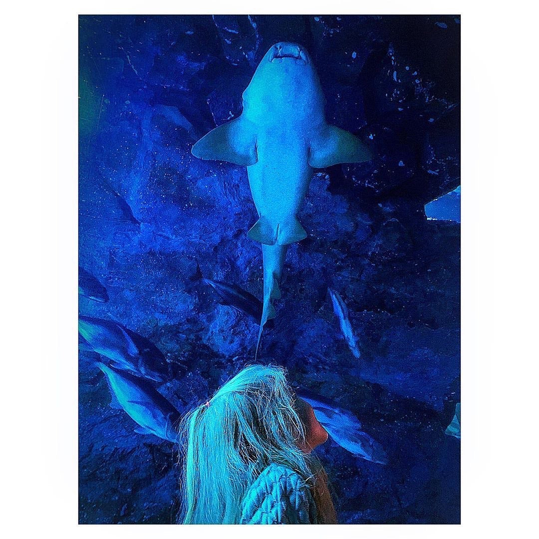 Dubai Mall Aquarium + Under Water Zoo